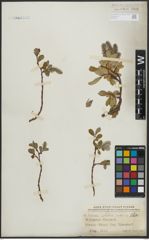 Foto von Salix arctica Pall.